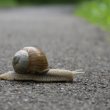 Juni 2014  Weinbergschnecken sind weit verbreitet in Europa. Im Gegensatz zu den Roten Wegschnecken sind sie mit ihrem schönen Gehäuse sehr beliebt, obwohl sie sich wie alle Landlungenschnecken über Ihren Kriechfuß fortbewegen und eine schleimige Spur hinterlassen. Dabei hat der Schleim lebenswichtige Funktionen. Er schützt den Kriechfuß vor Verletzungen, schützt vor Hitze und Sonne und unterstützt die Saugwirkung beim Hochkriechen. Je nach Wegbeschaffenheit und nach Luftfeuchtigkeit erreicht die Schnecke eine Geschwindigkeit von 7 cm pro Minute. Ob das Schneckentempo ihr über die Straße reicht, bevor das nächste Auto kommt ...