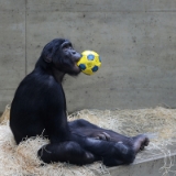 Mai 2015  Schon über 20 Jahre bin ich Mitglied im Förderverein der Wilhelma. Früher waren wir auch öfter zum Fotografieren dort. Die letzten Jahre dagegen weniger. Menschenaffen habe ich nie fotografiert. Voller Erwartungen habe ich mir das neue Menschenaffenhaus angschaut. Von außen war ich gleich beeindruckt. Die weiträumigen Gehege für Gorillas und Bonobo Schimpansen sind sehr ansprechend, vielleicht auch fotografisch interessant. Von den Innengehegen war ich nicht auf Anhieb überzeugt. Wie früher, kahle Betonwände und Edelstahl Kletterstangen. Irgendwie hatte ich gehofft, dass die Gehege auch innen natürlicher gestaltet sind ...
