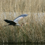 März 2016  Aus unserem Osterurlaub wollte ich unbedingt ein anderes Foto mitbringen. Es sollte kein Surf- oder Kitefoto sein. Im Naturreservat Aiguamolls de l'Emporda bei Ampuriabrava war ich schon öfters und versuchte an einem windlosen Nachmittag mein Glück. Obwohl es zu dieser Jahreszeit viel zu beobachten gibt, heißt das noch lange nicht, dass man gerade dort wo man ansitzt, auch ein besonderes Tier vor die Linse bekommt. Ich war schon einige Zeit in einer abgelegeneren Observationshütte als ein Purpurreiher anflog. Das war Glück, aber leider blieb er nur kurze Zeit und immer vor dem unruhigen Schilf als Hintergrund. Dennoch, ein schönes Tier ...