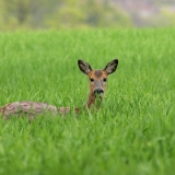 April 2016  Vor einiger Zeit habe ich mir vorgenommen mich wieder öfter der Tierfotografie zu widmen. Im Vorfeld habe ich mir überlegt, wie ich meine Chancen erhöhen könnte, möglichst nahe an frei lebende Tiere heranzukommen, bzw. ansitzen zu können, ohne von den Tieren gleich gewittert oder gesehen zu werden. Ich habe mich für einen Tarnumhang mit tarnzeltähnlicher Wirkung, aber größerer Flexibilität in der Anwendung entschieden und meine weißen Objekte mit Camouflage farbenen Neopren getarnt. Vor ein paar Tagen war ich unter Berücksichtigung der Windrichtung am Waldrand, direkt bei unserem Baumstück angesessen. Das neue Equipment hatte tatsächlich gute Wirkung. Das Reh hatte mich bemerkt, aber möglicherweise nicht gleich als Mensch identifiziert ...