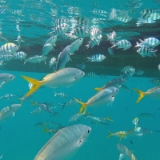 April 2017  Während unserer Thailandreise waren wir für ein paar Tage auf der Insel Koh Tao. Die als Taucherparadies bekannte Insel verspricht viel. Korallenriffe voller Fischschwärme. Auch wir waren gespannt aufs Schnorcheln und ich zusätzlich auf die ersten Aufnahmen unter Wasser. Ein spezielles Unterwassergehäuse habe ich mir für die paar Tage nicht gekauft, sondern einfach die GoPro verwendet. Gute Fotos sind aber auch mit der GoPro unter Wasser nicht einfach zu schießen. Sonneneinstrahlung und Helligkeit spielen ein große Rolle. Ist kein ausreichendes Licht vorhanden, ist die Verschlusszeit zu lange. Wenn alles passt, klappt das an manchen Stellen aber selbst neben dem Boot …