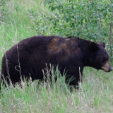 Jasper National Park @ echt-kasi-de